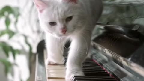 CUTE funny cat plays piano