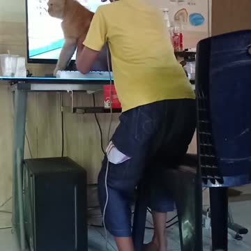 Playing cat-bullying games