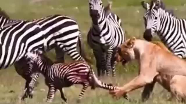 baby zebra try to escape from lioness. baby zebra eaten by lion