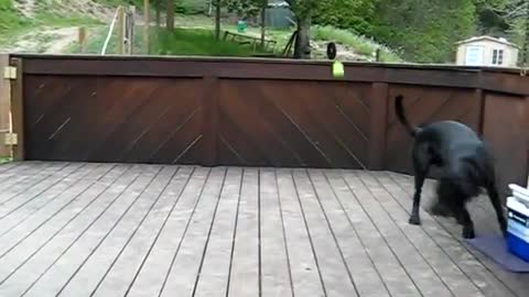 Dog Fan Of Tennis Balls Gets To Chase Them To His Heart's