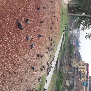 Feeding to the pigeons in the unknown place