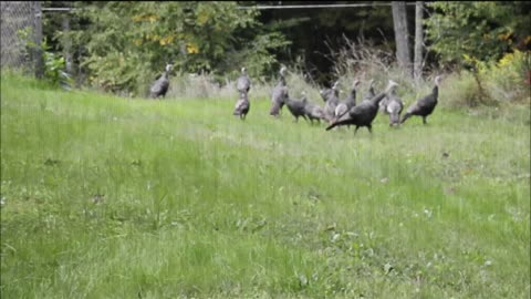 Turkey at the garden.