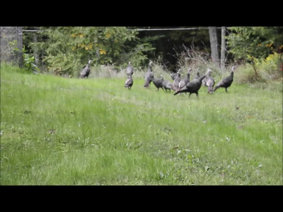 Turkey at the garden.