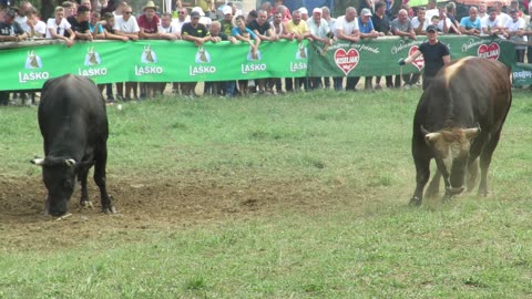 Garo od Smajića vs Brizan od Muratovića Lugovi 2024