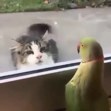 Cat paly with a parrot