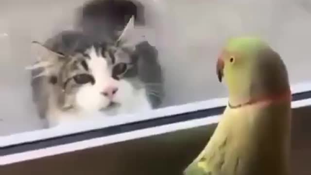 Cat paly with a parrot