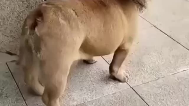 🤣THE LION DOG🤣