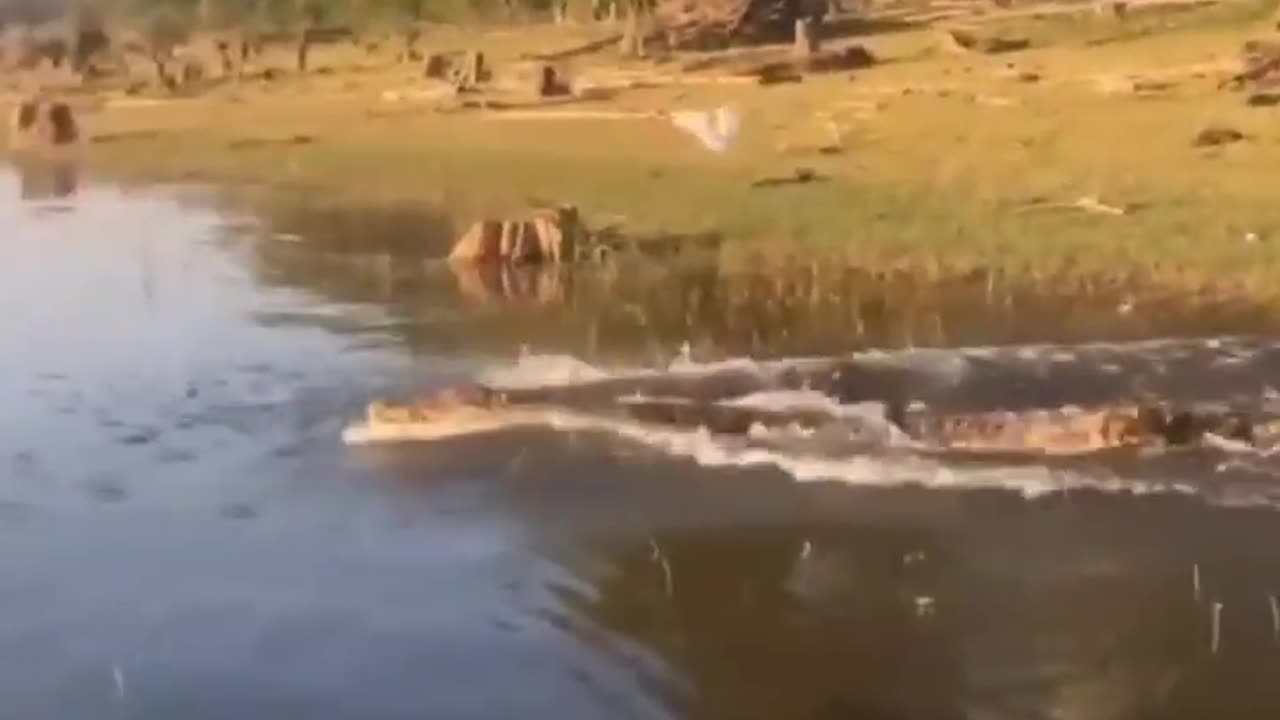 Wildlife in closer view with a natural perspective.
