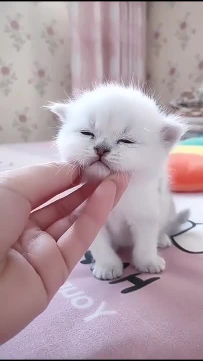 This beautiful puppy loves affection