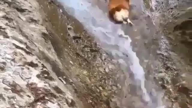 Dogs and guardrails