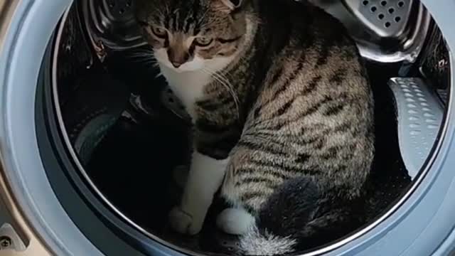 My cat is not only ugly on the surface