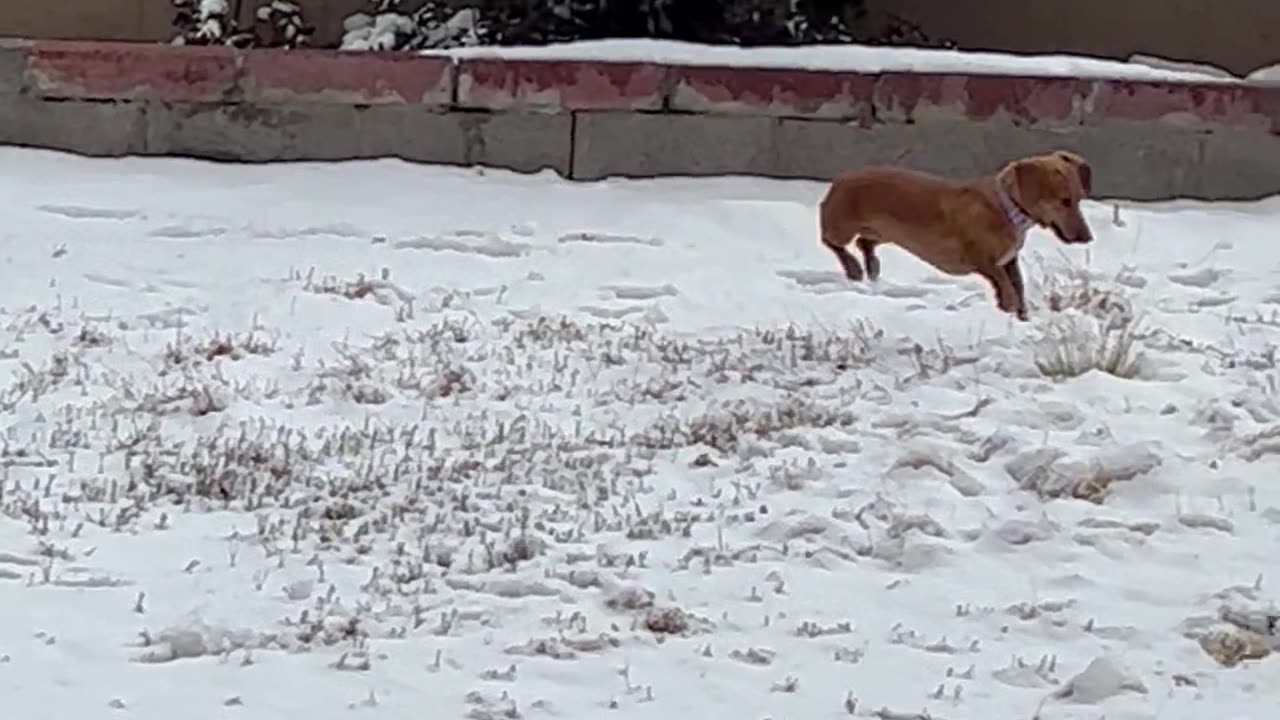 Prancing Through The Snow