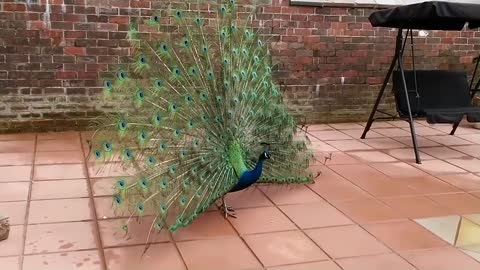 Peacock Dance Display Compilation Video