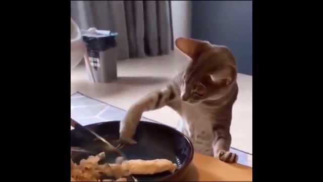 Funny cat - enjoy it