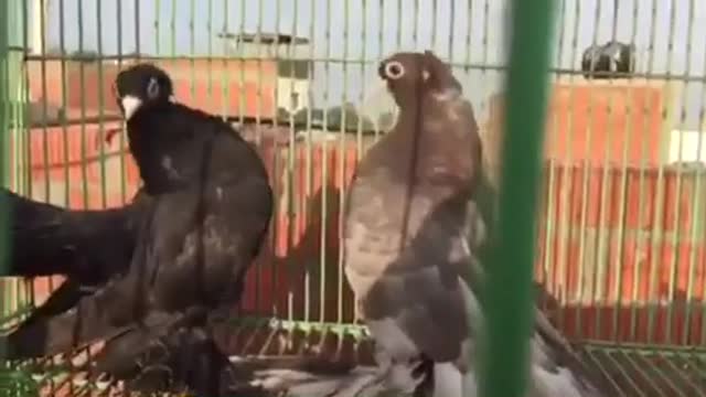 Brrding Pigeons