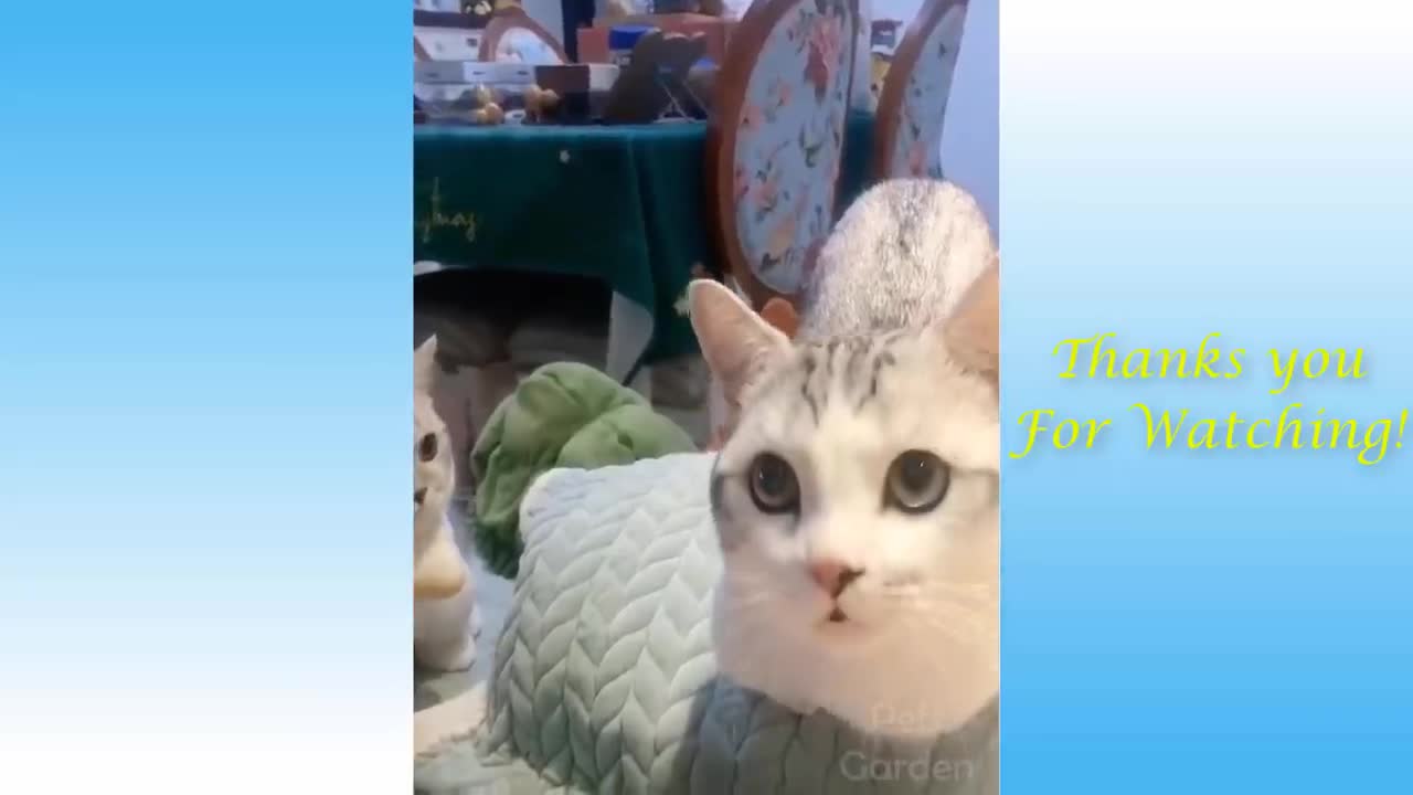 Cute Pets And Funny Animals Compilatien