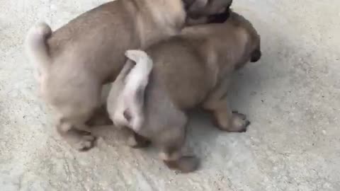 two dogs playing with each other very lovely