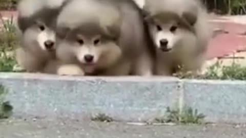 Funniest Cats and Dogs - Cute and Funny Pets - Funny Animals Compilation #shorts