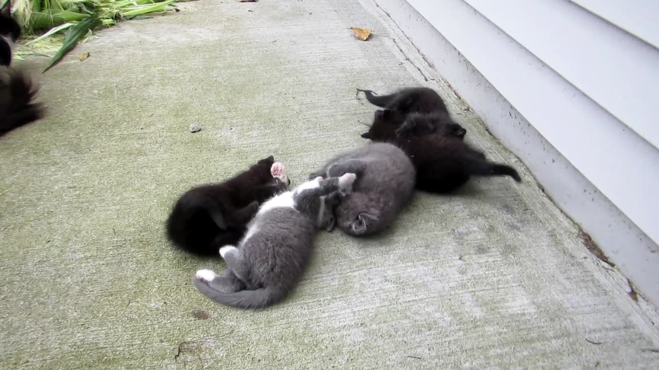 Kitties Play