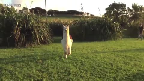 Cute Llamas 😍😂 Funny and Cute Llamas(Part 1)