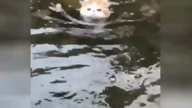 Funny cats video compilation _ Cute cats videos 2021 #0047#