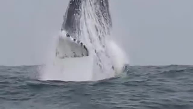 Spectacular and Huge Humpback Whale Dancing in the Ocean