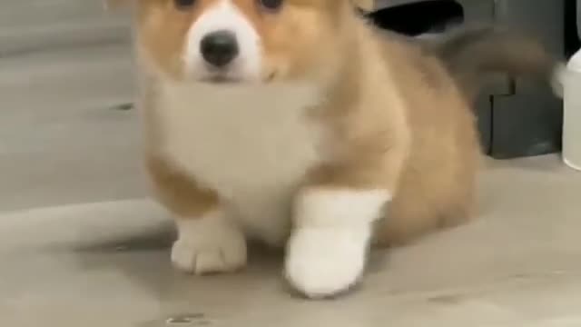 See this cute dog