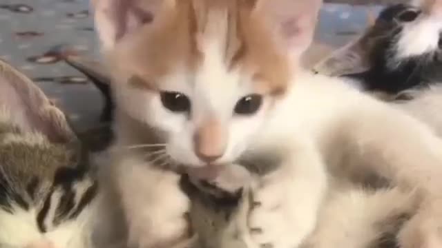 Beautiful cat😍😍😍😍😍😄😄😄