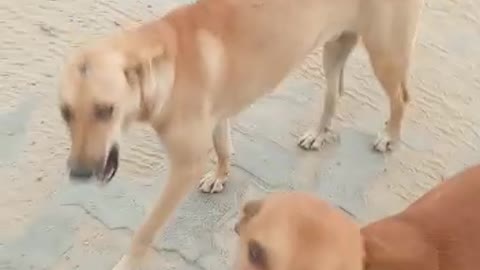 dog funny time