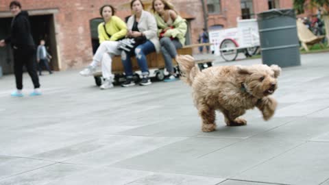 Brown Dog Running Free