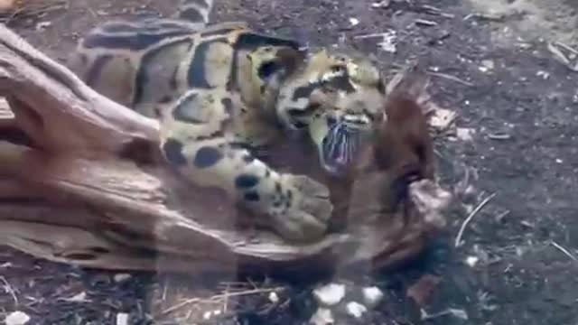 Indira never dissappoints