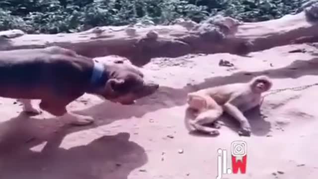 Que macaquinho abusado
