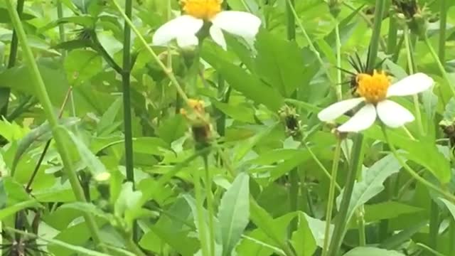 cảnh đẹp thiên nhiên và chú ong vàng - natural beauty and golden bee