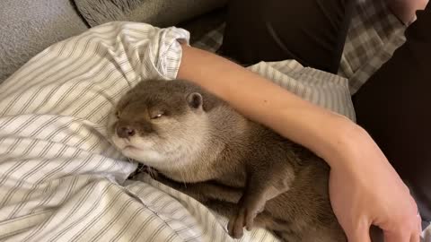 otter who fell asleep in his owner's arms is too cute