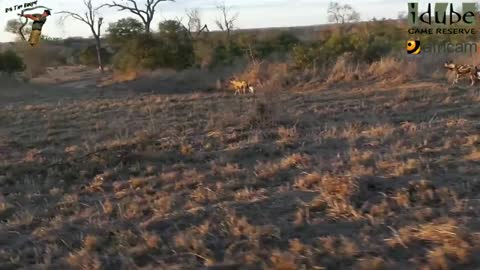 African Wild Dog Chase_Cut.mp4