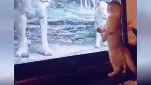 HILARIOUS CAT Makes Jokes! 😂 Funniest Cat Videos