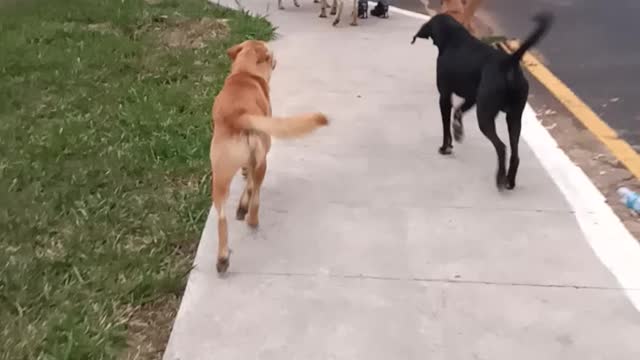 dog walking behind the girl in the street