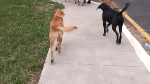 dog walking behind the girl in the street