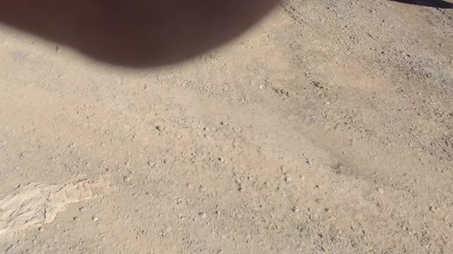 SQUIRREL Suicide By Truck