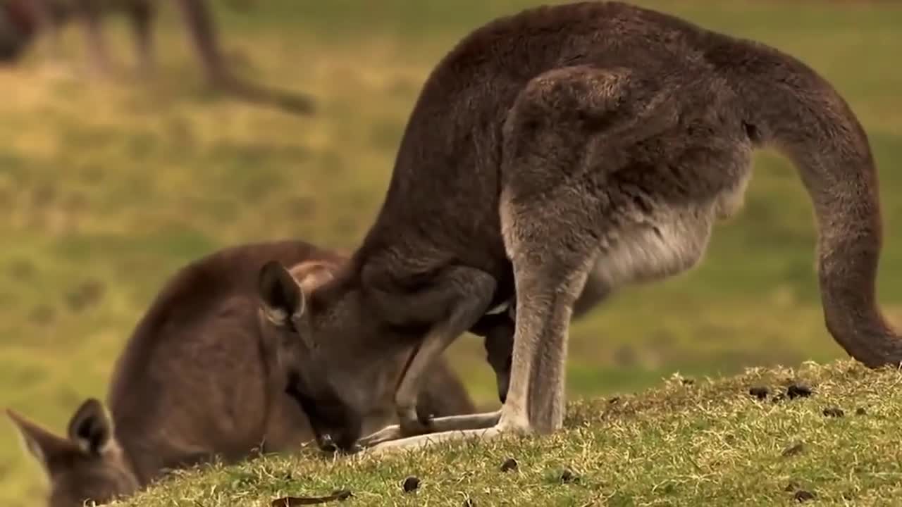 How Crocodile Attack Kangaroo On The River