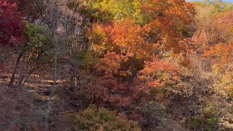 Fall-Colored Leaves Above Sandstone