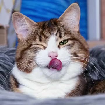 Funny video cat video viral