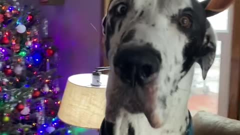 THE GREAT DANE Dog Video 66 - Great Dane Compilation - Tallest Dog in The World