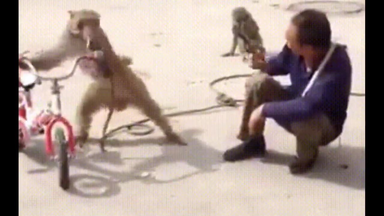 Funniest Monkey - cute and funny monkey videos