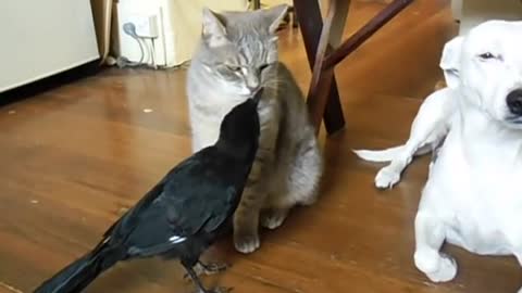 Bird feed 🐕 and 🐈