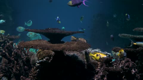 variety Kind Of Marine Life On Display In An Aquarium