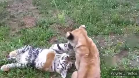 Baby lion vs baby tiger