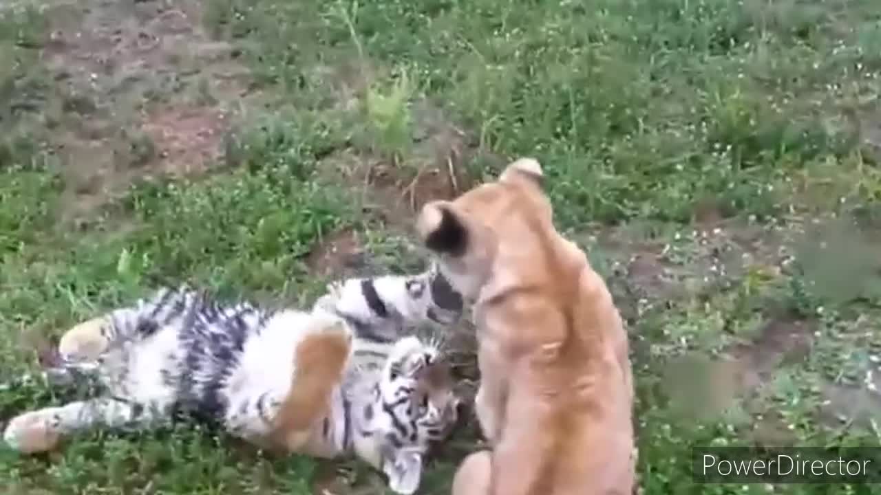 Baby lion vs baby tiger