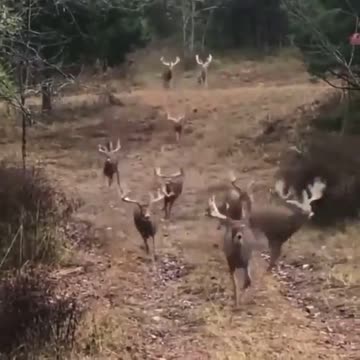 Beautiful deer are running through the forest