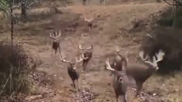 Beautiful deer are running through the forest